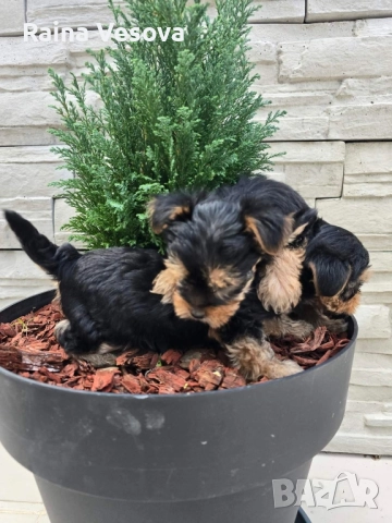 мини йоркширски териер, снимка 6 - Йоркширски териер - 52193923