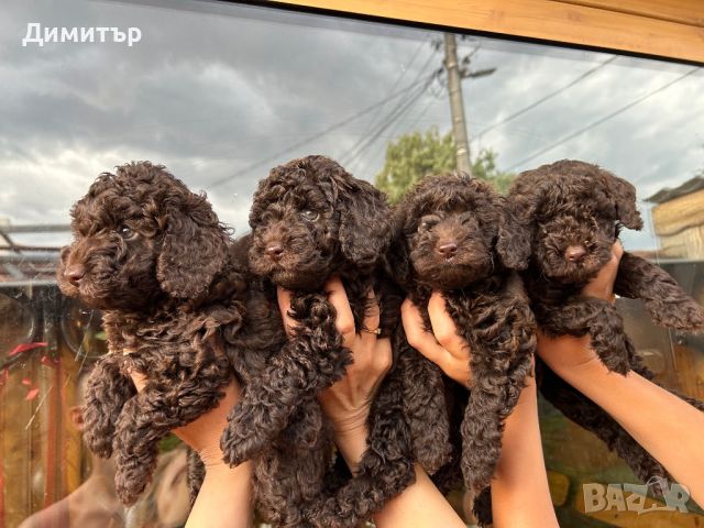 Той пудел Toy poodle , снимка 4 - Пудели - 46065409