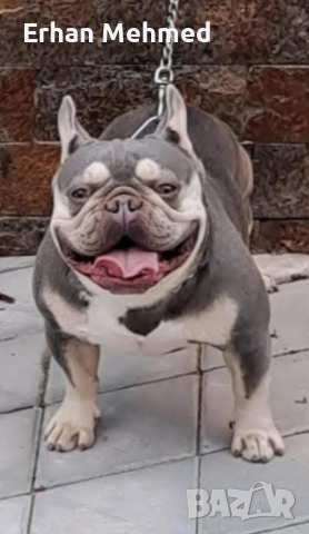 Френски булдог , снимка 4 - Френски булдог - 52771158