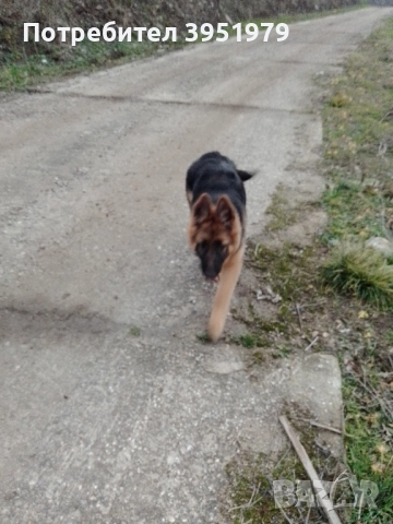 Продавам мъжка немска овчарка, снимка 8 - Немска овчарка - 52170970