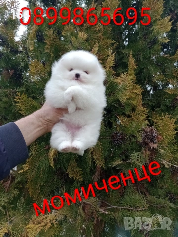 Женски бял Померан. Реални снимки от 28.02.26 г. , снимка 2 - Померан - 53626869