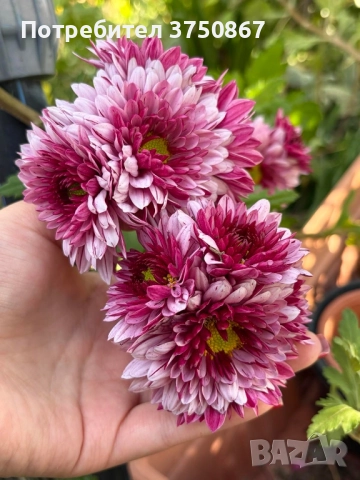 💜🌿🩷 Високостеблени хризантеми , снимка 6 - Градински цветя и растения - 52420302