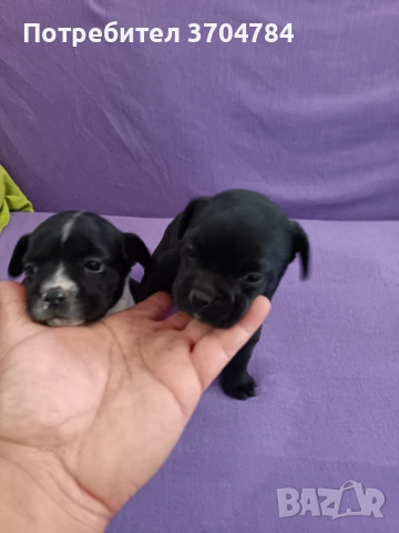 Продавам френски булдочета , снимка 4 - Френски булдог - 53733195