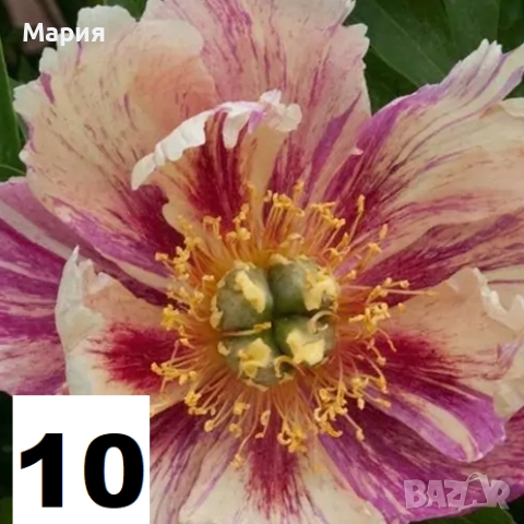 Божури ОГРАНИЧЕНИ БРОЙКИ!, снимка 2 - Сортови семена и луковици - 47242234