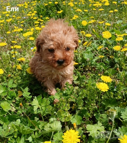 Той пудел/малтипу F2-момче и момиче, снимка 3 - Пудели - 54181433