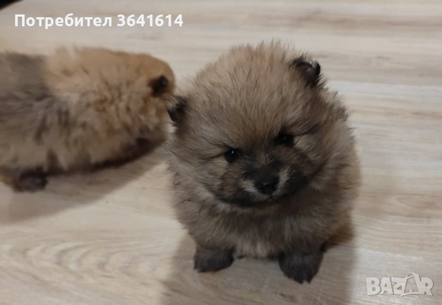 Продавам померан, снимка 2 - Померан - 53250988