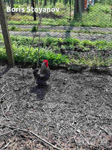 3 чифта мини кохин, снимка 4 - други­ - 54173590