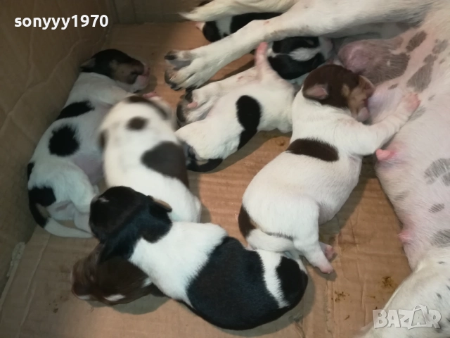 ДЖАК РЪСЕЛ-СЛАДКИ КУЧЕНЦА 2308251435, снимка 3 - Джак ръсел териер - 51464138