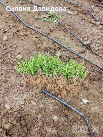 Лигуструм на корен, снимка 6 - Градински цветя и растения - 52515719