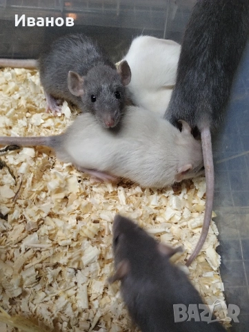 Декоративни плъхчета дъмбо, снимка 3 - Други - 50539813