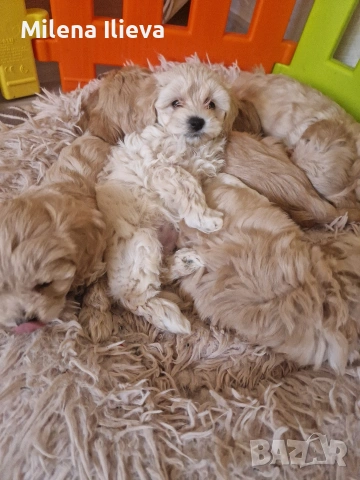 продавам бебенца малтипу , снимка 3 - Пудели - 53689600