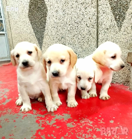 Лабрадор ретривър , снимка 3 - Лабрадор ретривър - 52594915