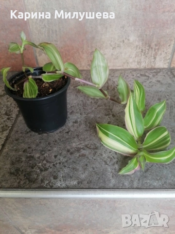 Продавам различни цветя, снимка 11 - Стайни растения - 44843070