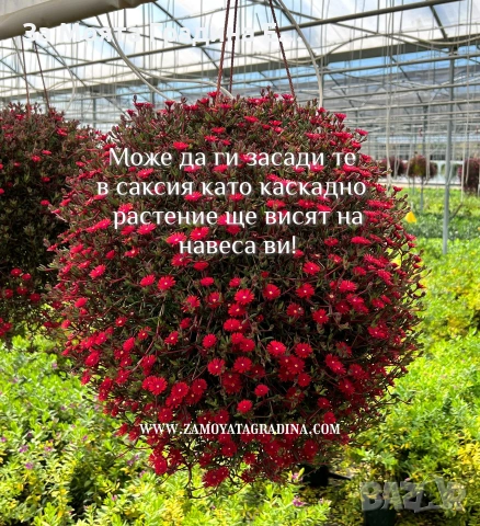 Делосперма - Почвопокривна и Каскадна , снимка 5 - Разсади - 54020837