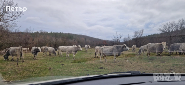 Сиво Искърски Говеда , снимка 5 - Крави - 53953344