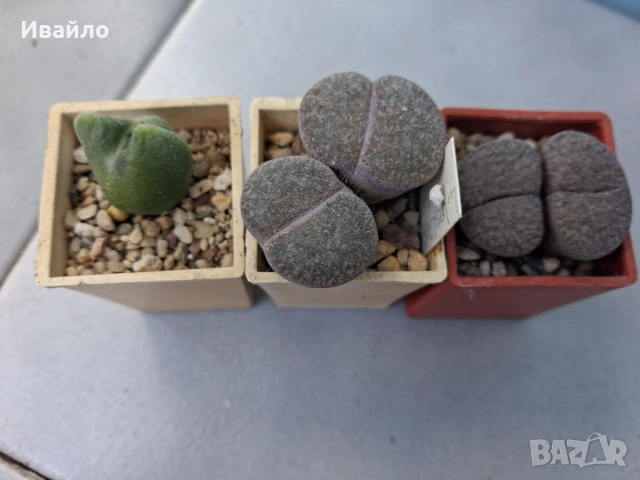 Живи камъчета - Lithops, снимка 5 - Градински цветя и растения - 33193359