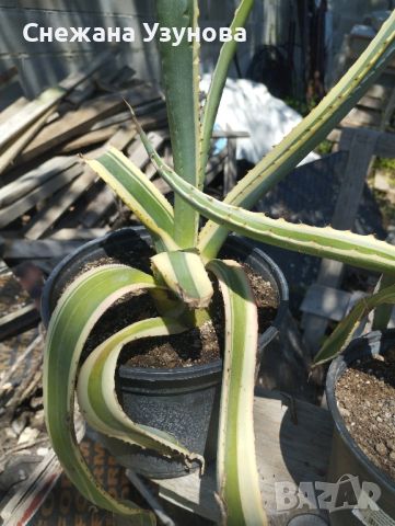 агаве, снимка 2 - Градински цветя и растения - 46240476