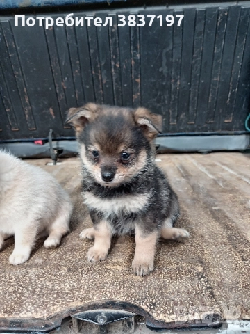 мъжки и женски кученца, снимка 4 - Померан - 52864204