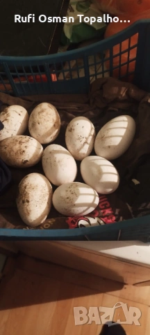 продавам гъши яйца