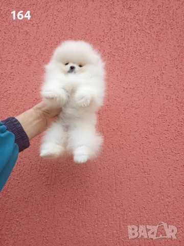 Бели Померани. Реални снимки ! Момче и момиче. , снимка 6 - Померан - 54159926