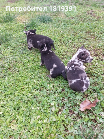 Пинчер мерле, снимка 6 - Пинчер - 53223710
