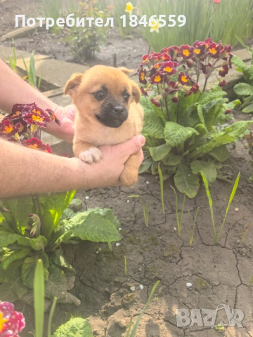 Малки кученца маймунки , снимка 11 - Пекинез - 53931339