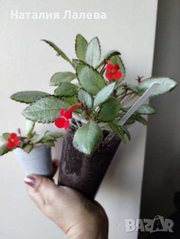 Еписция, episcia silver skies, снимка 1 - Стайни растения - 46581694