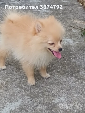 Мини шпиц , снимка 1