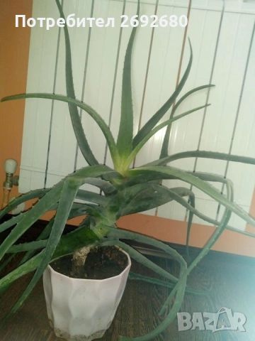 Коледничета,кливия,исусов венец, кротон, сенсевиера,хибискус , снимка 14 - Стайни растения - 42021101