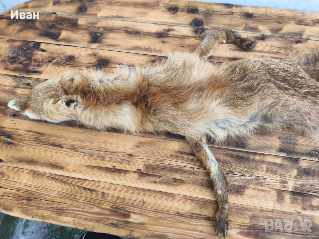 яка от лисица / кожа от лисица , снимка 4 - Антикварни и старинни предмети - 53697346