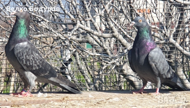 Пазарджишки високо летци. , снимка 10 - Гълъби - 52265511