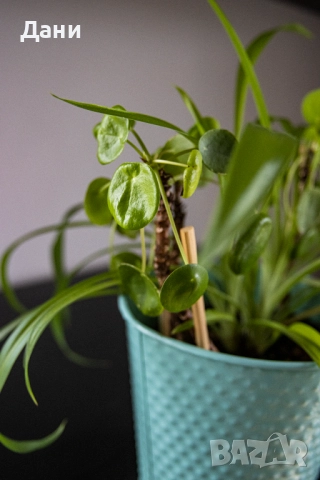 🌿 Китайска паричка (Pilea peperomioides) + Хлорофитум (Chlorophytum comosum) в едно 🌿, снимка 6 - Стайни растения - 52061152