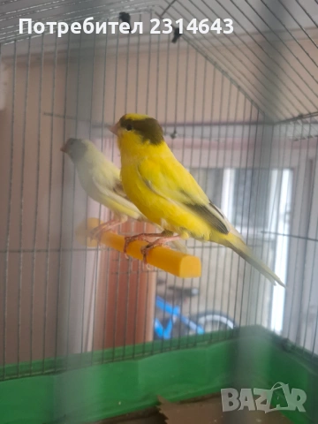 Канари , снимка 2 - Канари - 53692376