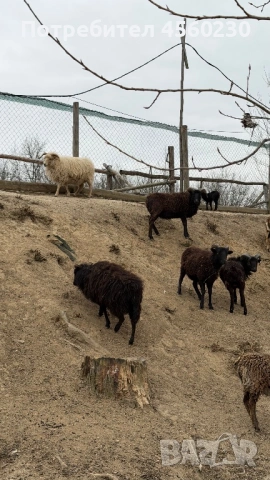 Мини овце холандски, снимка 3 - Овце - 53910285