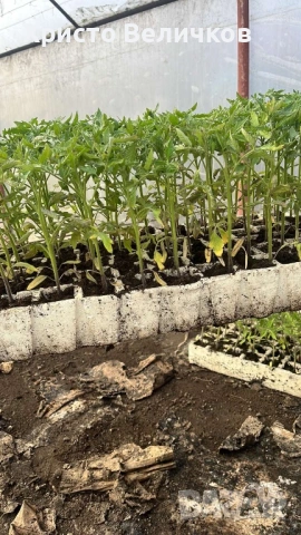 Разсад домати розова магия и червен азия, снимка 7 - Градински цветя и растения - 54022140