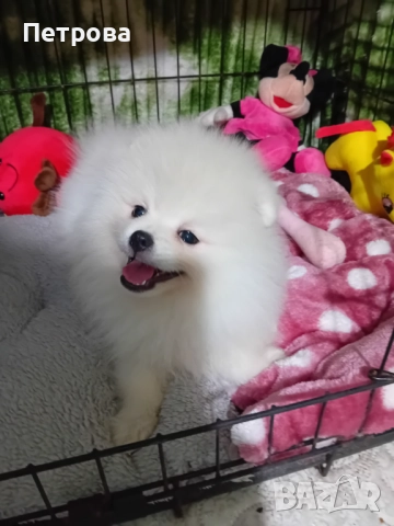 продавам женски померан