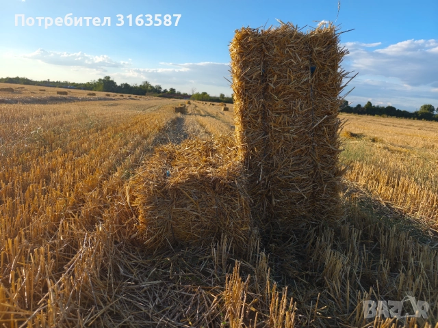 Пшенична слама 