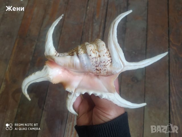 Раковина мида морски охлюв рапан Spider Conch Shell, снимка 2 - Декорация за дома - 45447687