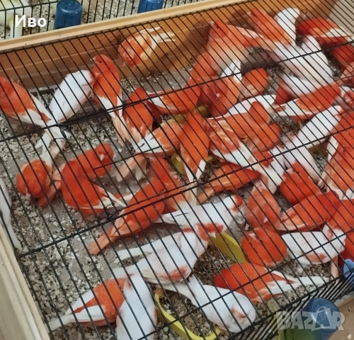 Червени и червена мозайка 