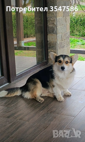 Кученца Уелско корги пембрук – приемат се резервации, снимка 7 - Други - 53220591