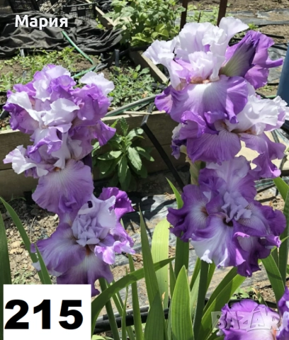 Сортови вискоки ириси /брадати ириси, снимка 9 - Градински цветя и растения - 51459181