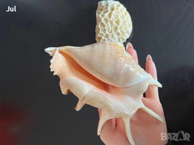 Сувенири морска ръковина, снимка 4 - Декорация за дома - 53566031