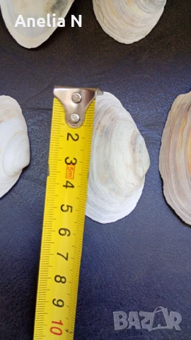 Черупки от стриди, снимка 8 - Морски сувенири - 48439581