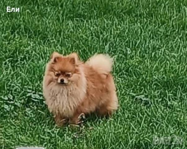 померан женска