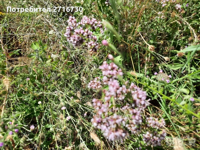 Риган - билка от подножието на Рила, снимка 3 - Други - 51643762