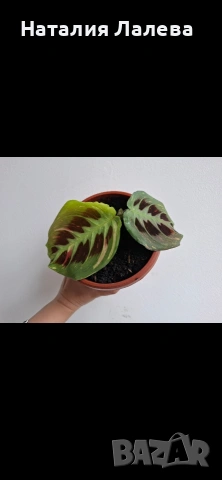Маранта вариегата, Maranta Kerchoveana Variegata, снимка 3 - Стайни растения - 53885137