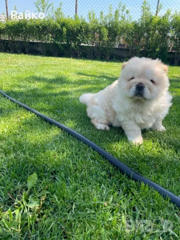 чау чау мъжко, снимка 1