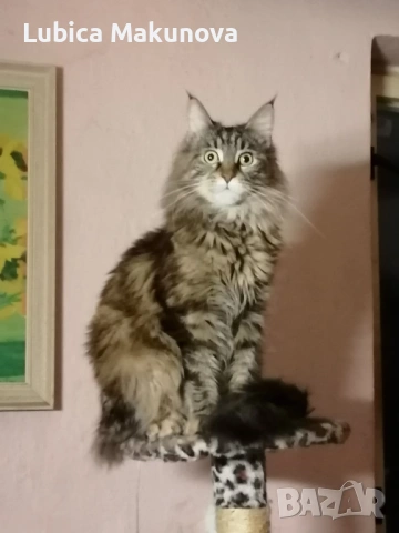 Подарявам коте от породата Мейн Куун, кръстоска.