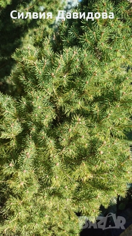 Смърч коника , снимка 7 - Градински цветя и растения - 52505478