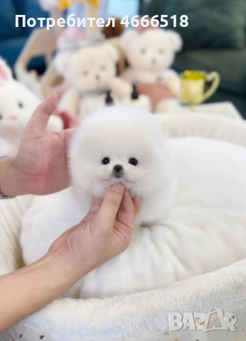 Изключителен мини померан, снимка 2 - Померан - 53213121